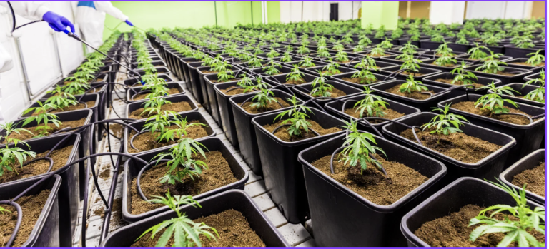 CBD: Benefits, Uses And What To Know